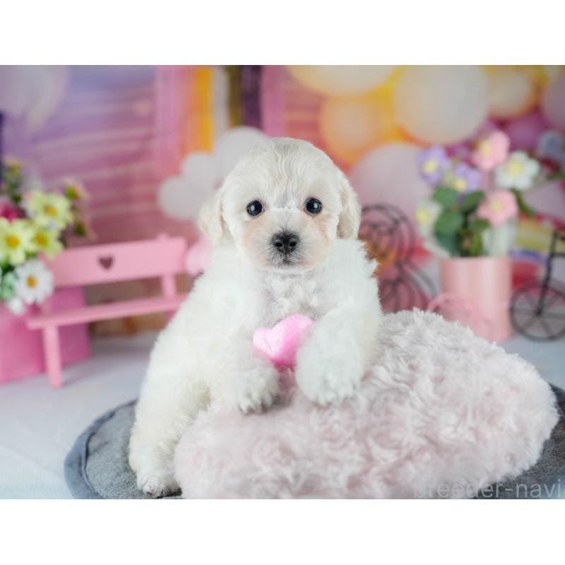 販売中の千葉県のトイプードル-429024の5枚目