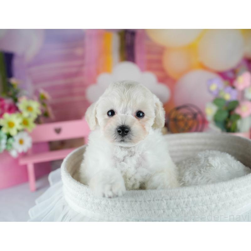 販売中の千葉県のトイプードル-429024の4枚目