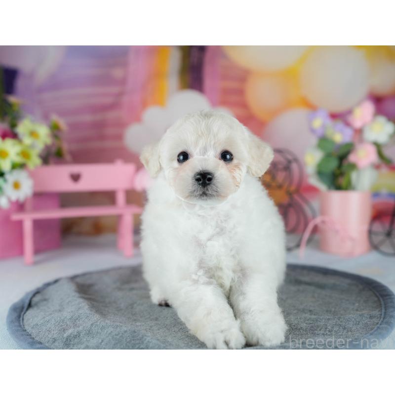 販売中の千葉県のトイプードル-429024の3枚目