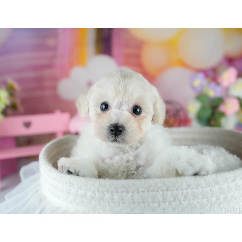 販売中の千葉県のトイプードル-429024の2枚目