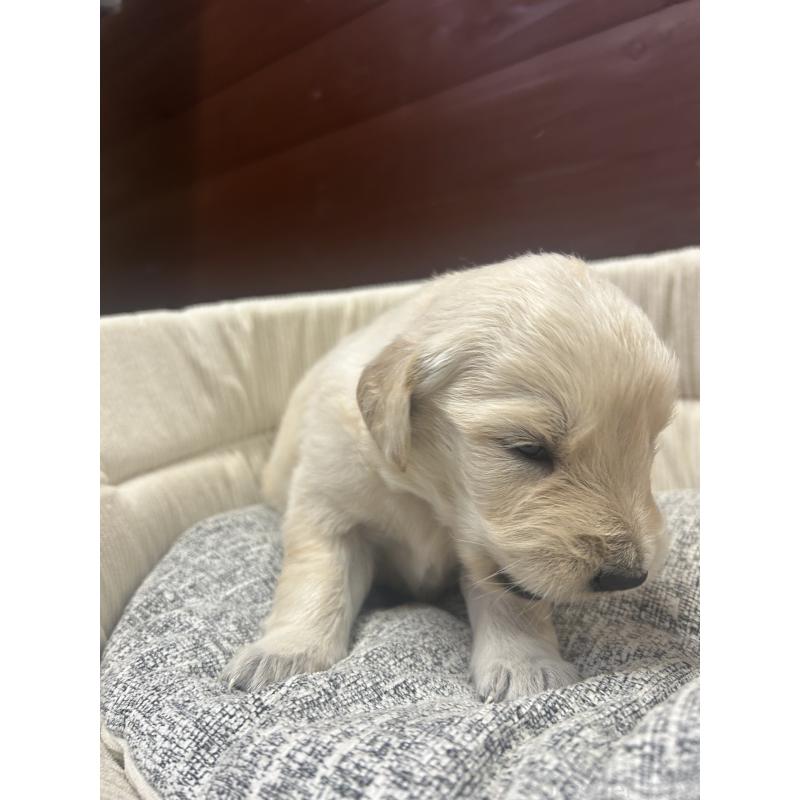 販売中の静岡県のゴールデンレトリーバー-429027の5枚目