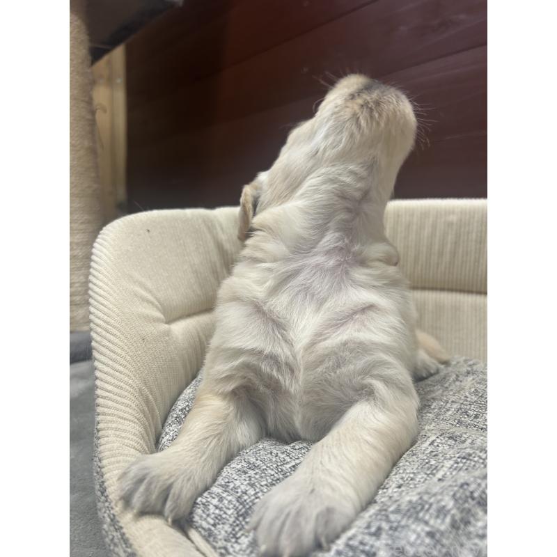 販売中の静岡県のゴールデンレトリーバー-429027の4枚目