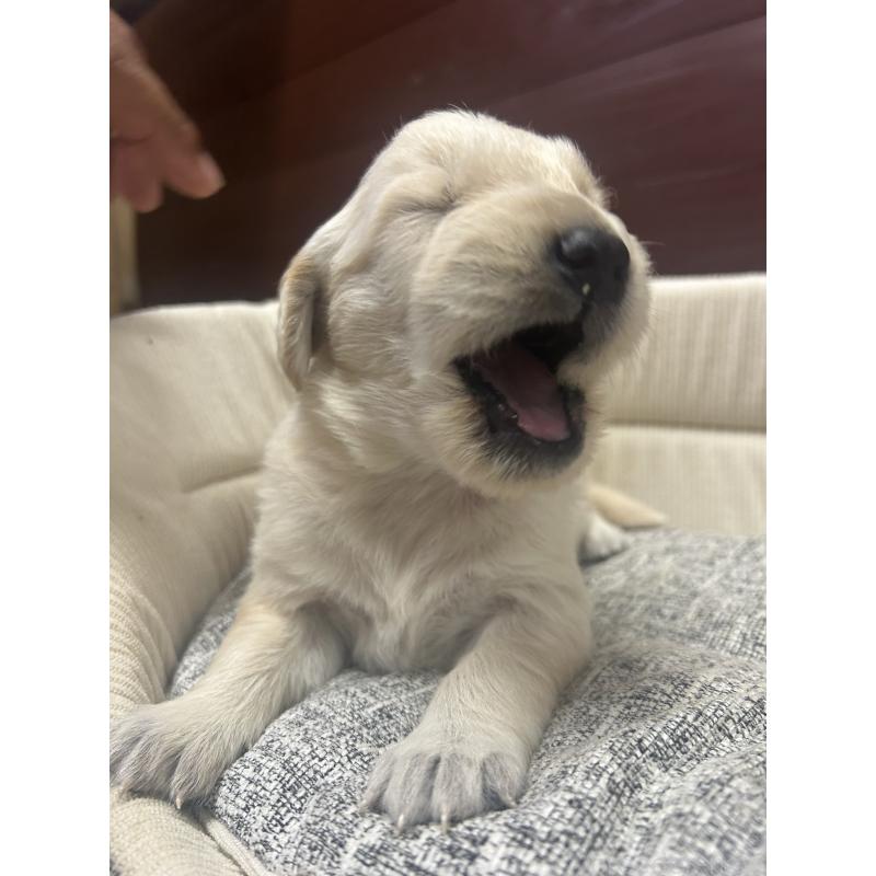 販売中の静岡県のゴールデンレトリーバー-429027の3枚目