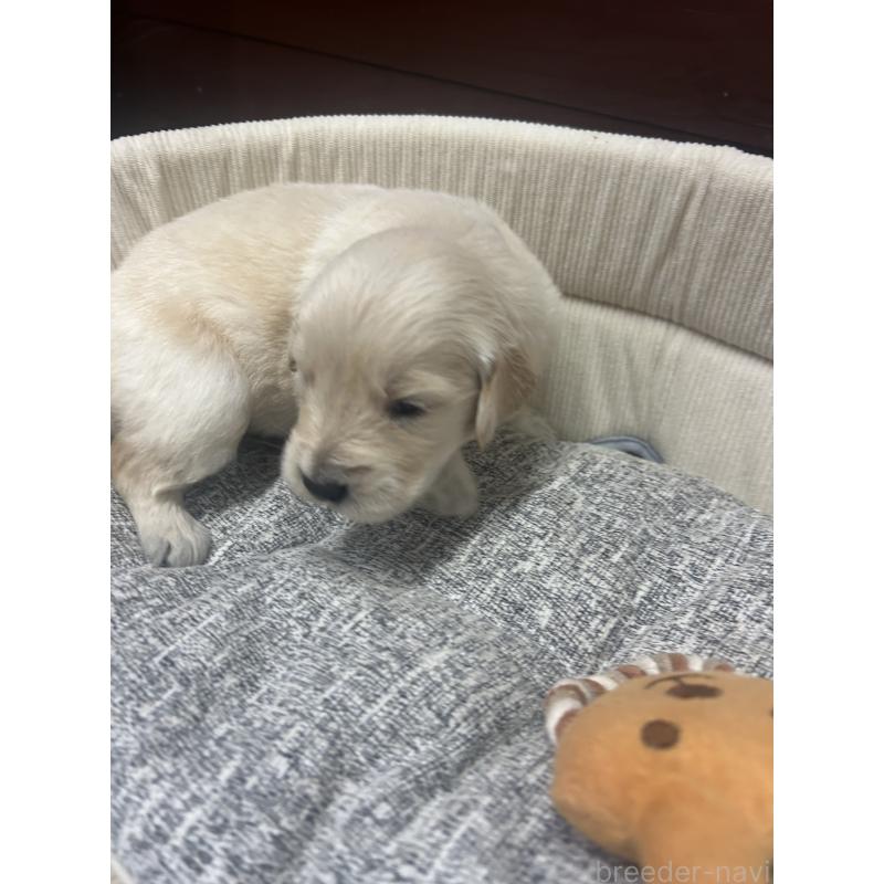 販売中の静岡県のゴールデンレトリーバー-429027の2枚目