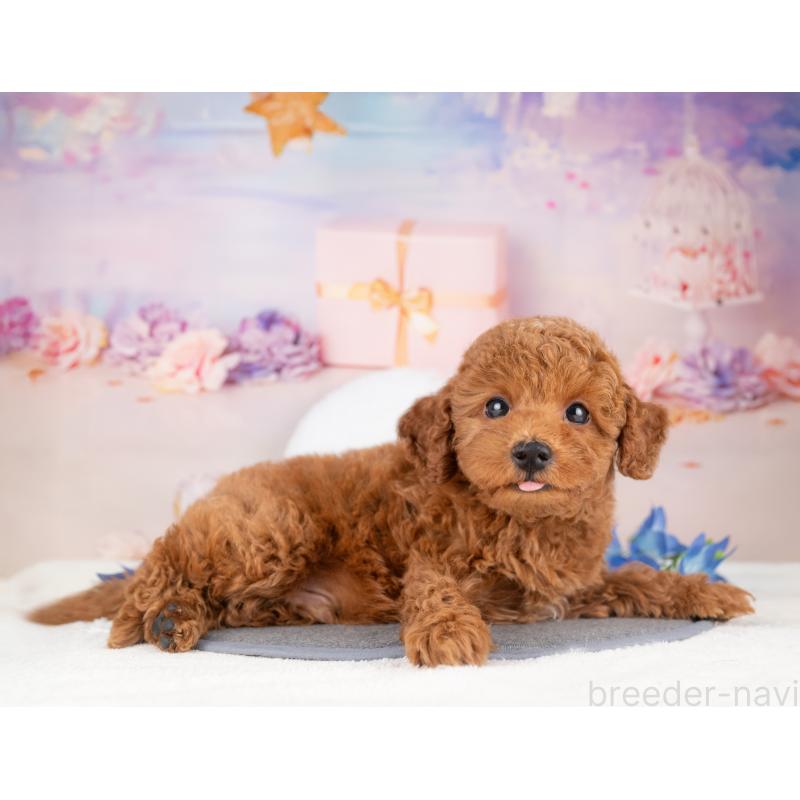 販売中の愛知県のトイプードル-429070の5枚目