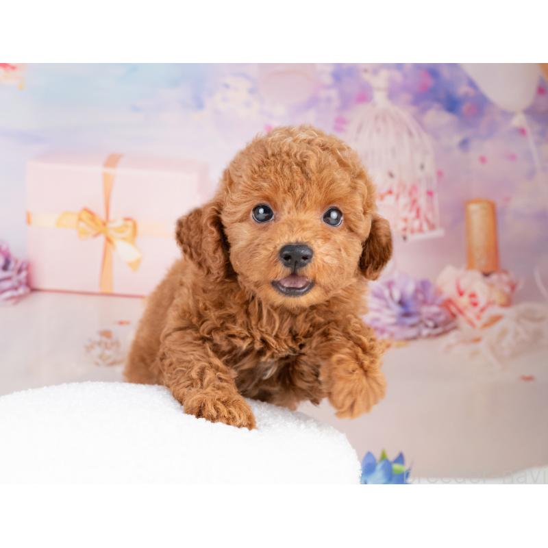 販売中の愛知県のトイプードル-429070の4枚目