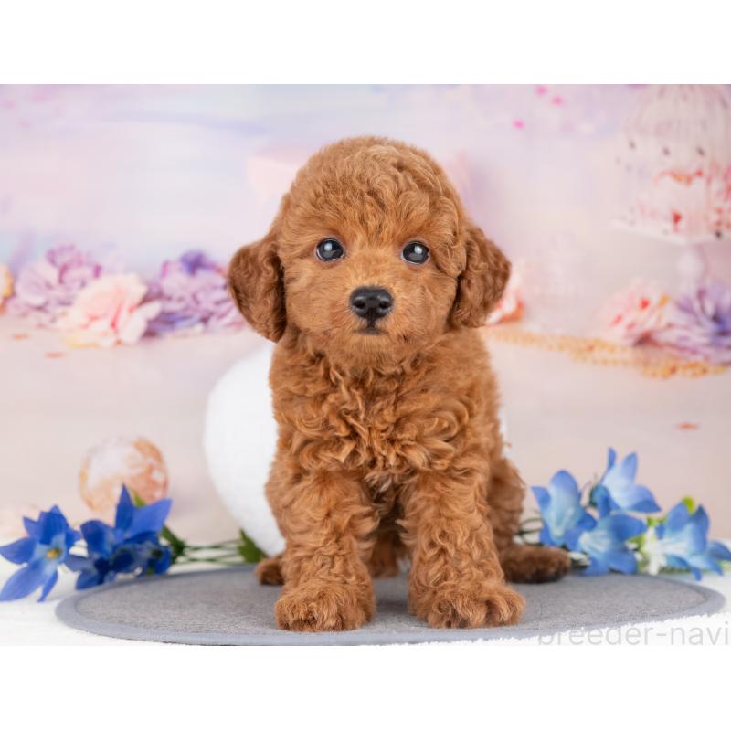 販売中の愛知県のトイプードル-429070の3枚目