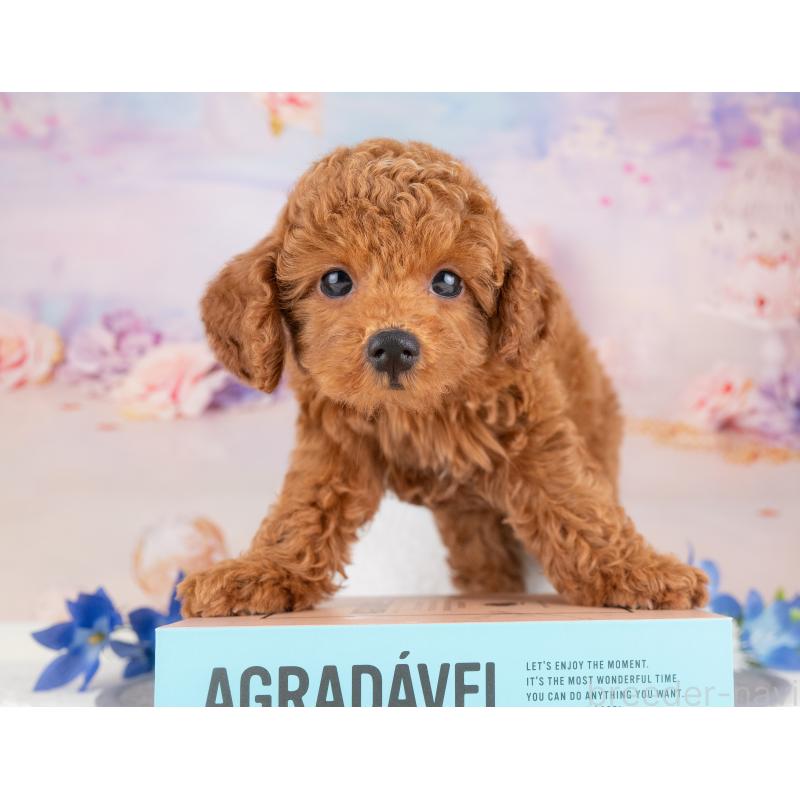 販売中の愛知県のトイプードル-429070の2枚目