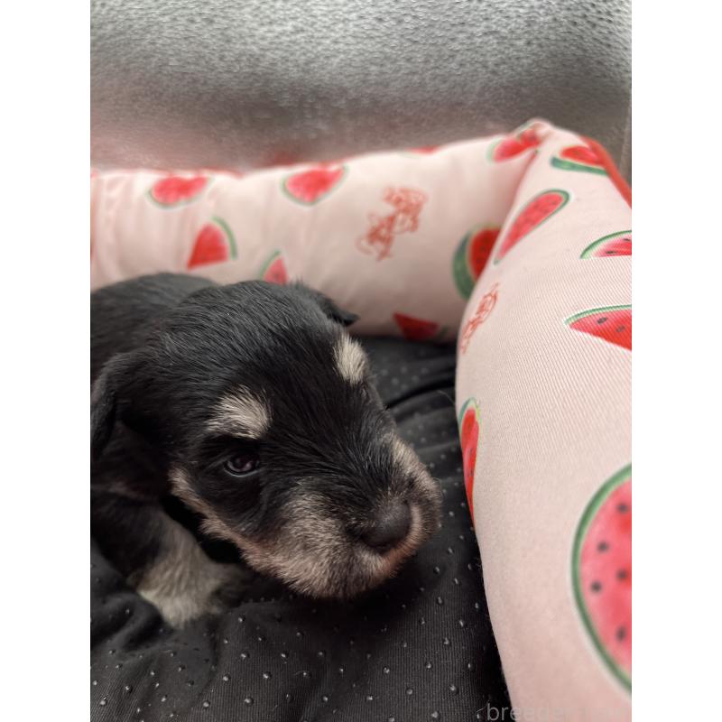 販売中の静岡県のミニチュアシュナウザー-429044の5枚目