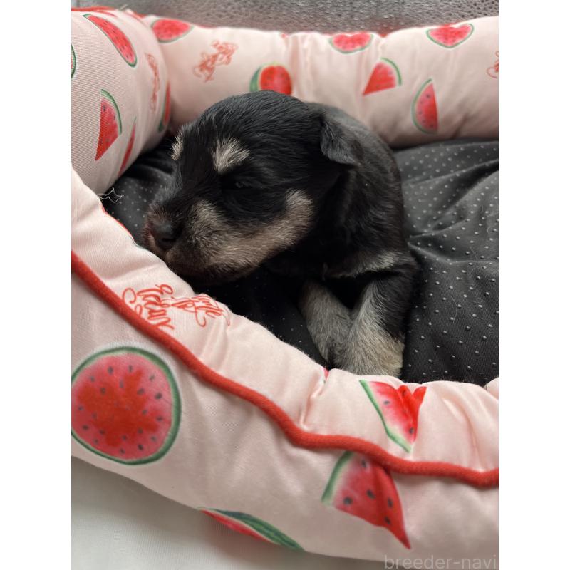 販売中の静岡県のミニチュアシュナウザー-429044の4枚目