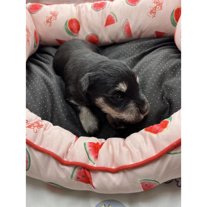 販売中の静岡県のミニチュアシュナウザー-429044の3枚目