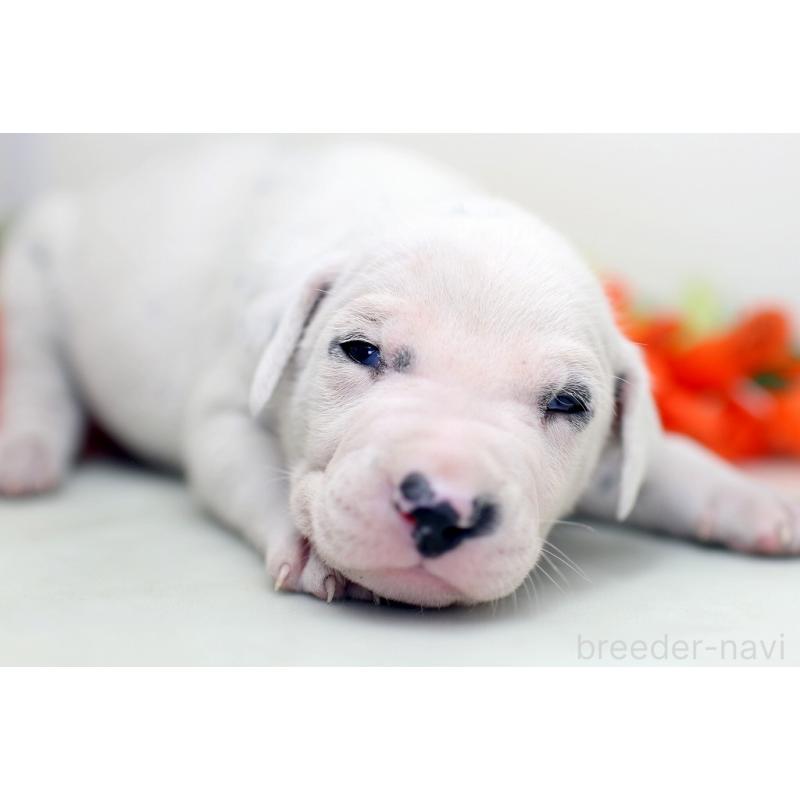 販売中の埼玉県のダルメシアン-429042の8枚目