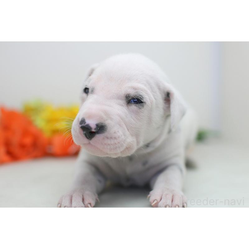 販売中の埼玉県のダルメシアン-429042の7枚目