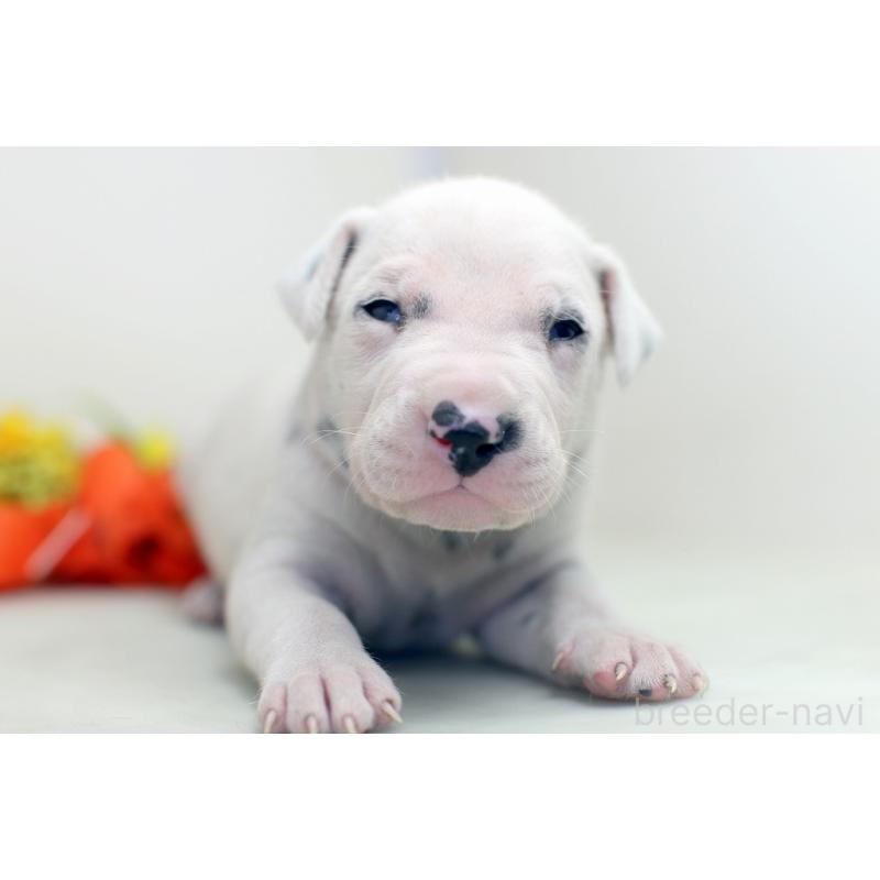 販売中の埼玉県のダルメシアン-429042の6枚目