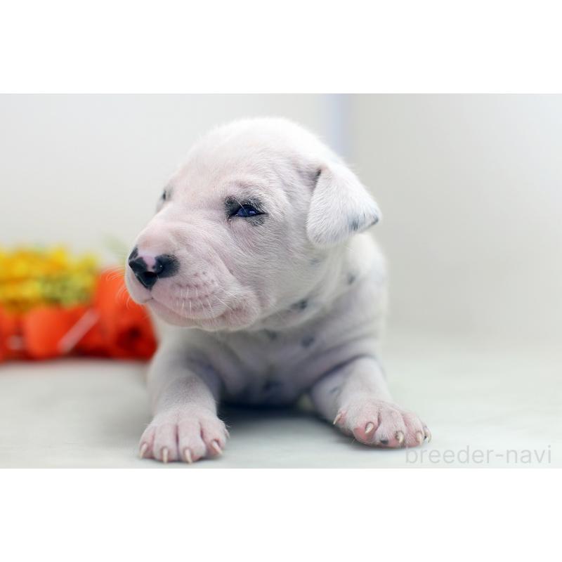 販売中の埼玉県のダルメシアン-429042の5枚目