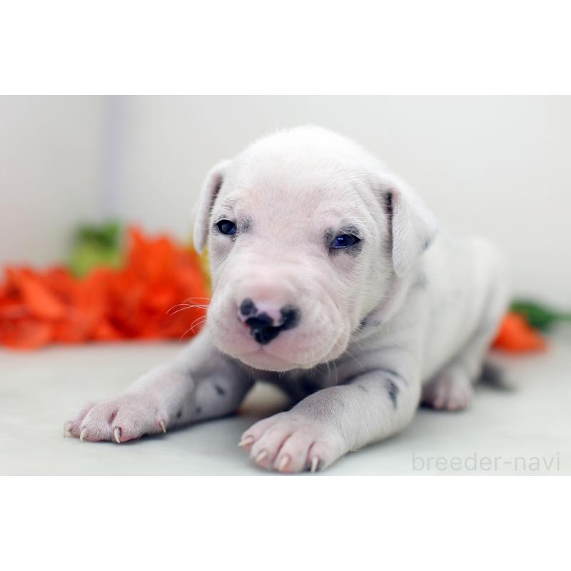 販売中の埼玉県のダルメシアン-429042の4枚目