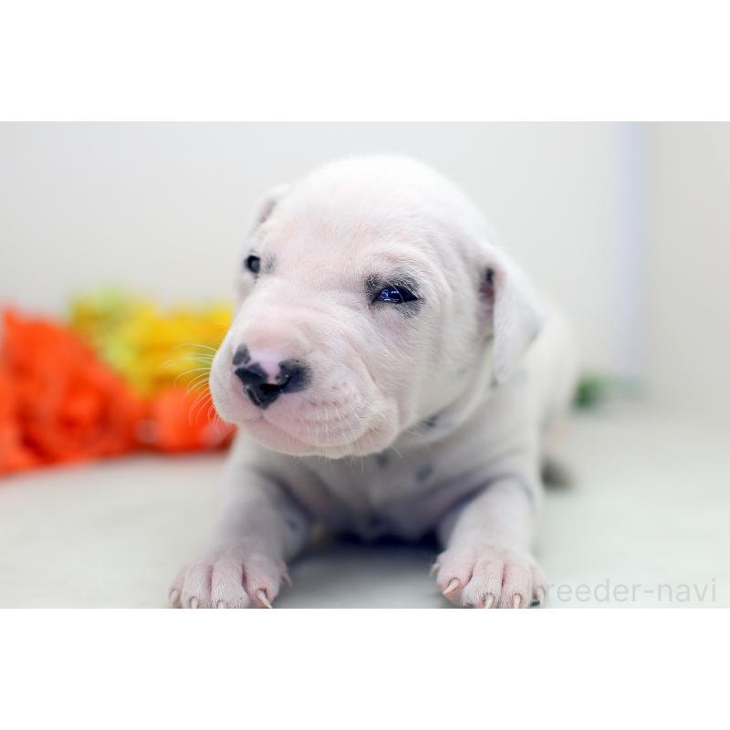 販売中の埼玉県のダルメシアン-429042の3枚目