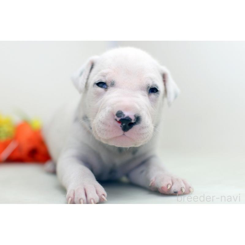 販売中の埼玉県のダルメシアン-429042の2枚目