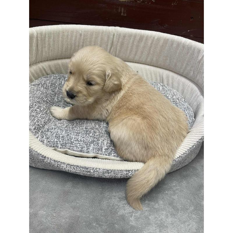 販売中の静岡県のゴールデンレトリーバー-429063の5枚目