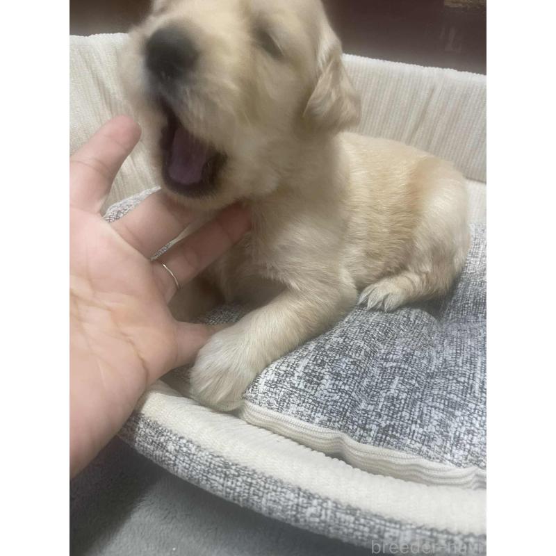 販売中の静岡県のゴールデンレトリーバー-429063の4枚目