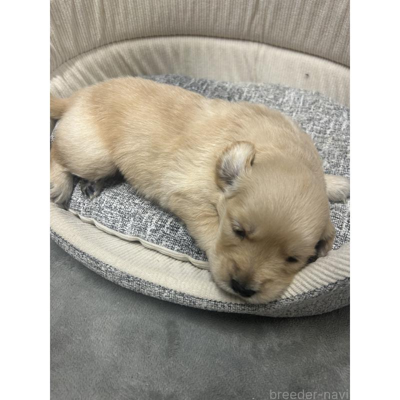 販売中の静岡県のゴールデンレトリーバー-429063の2枚目