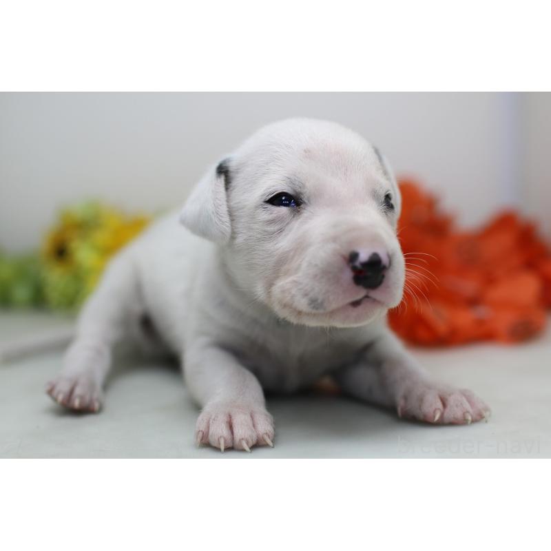 販売中の埼玉県のダルメシアン-429049の8枚目