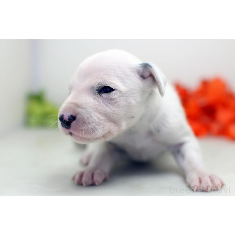 販売中の埼玉県のダルメシアン-429049の7枚目