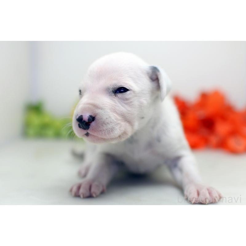 販売中の埼玉県のダルメシアン-429049の6枚目