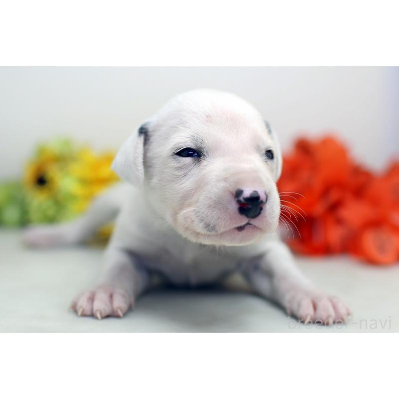 販売中の埼玉県のダルメシアン-429049の5枚目