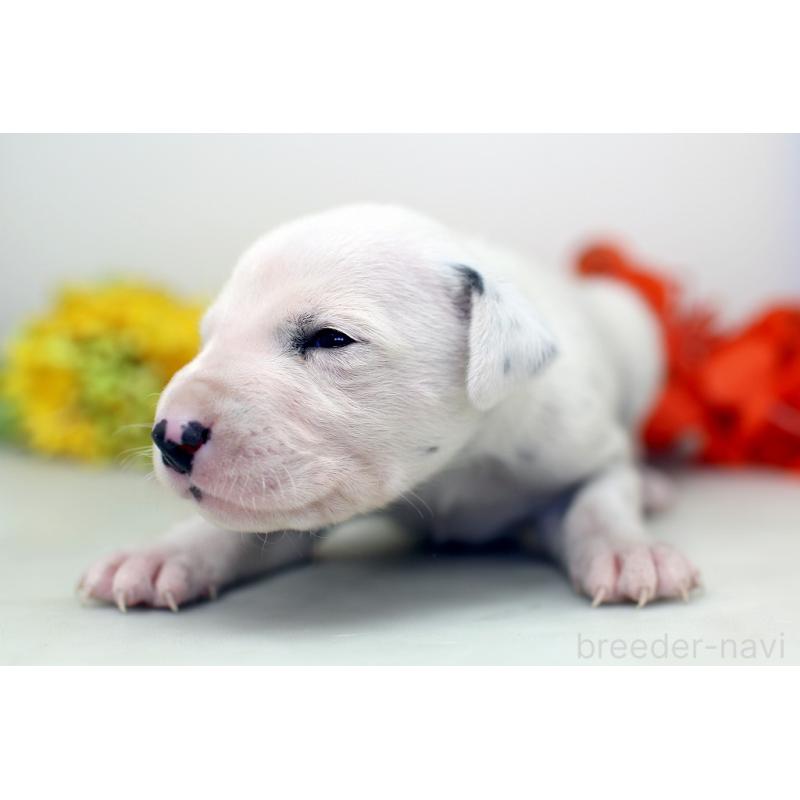 販売中の埼玉県のダルメシアン-429049の4枚目