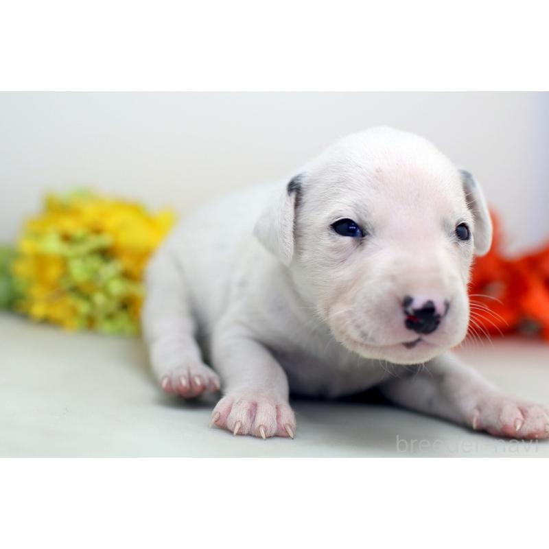 販売中の埼玉県のダルメシアン-429049の3枚目