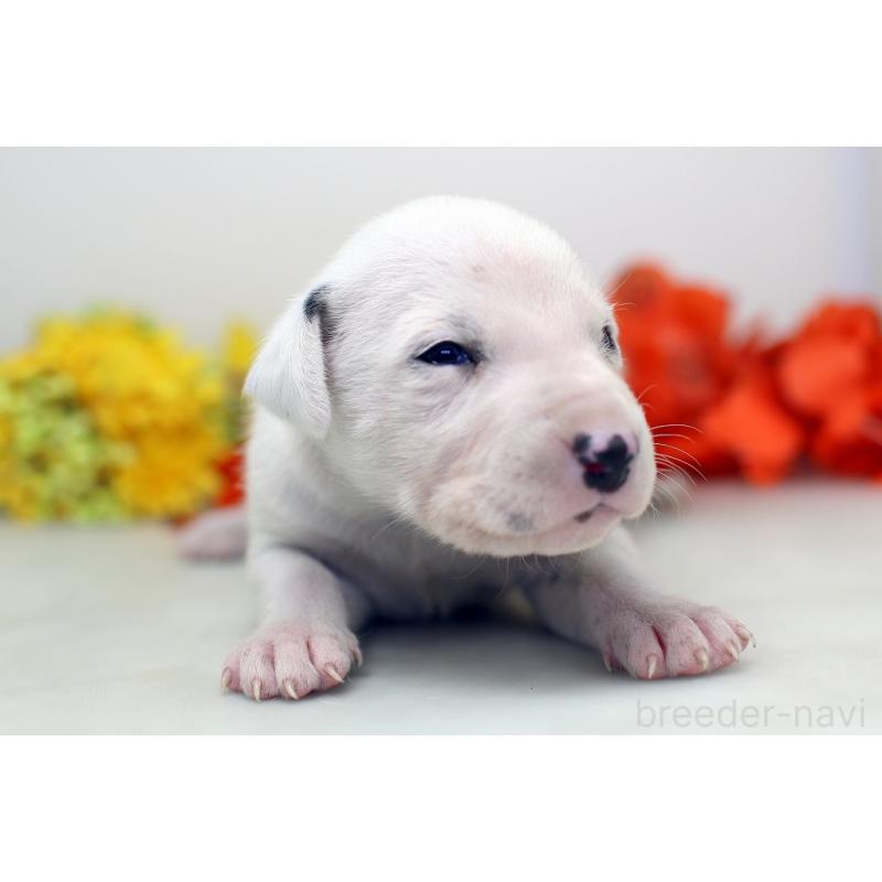 販売中の埼玉県のダルメシアン-429049の2枚目