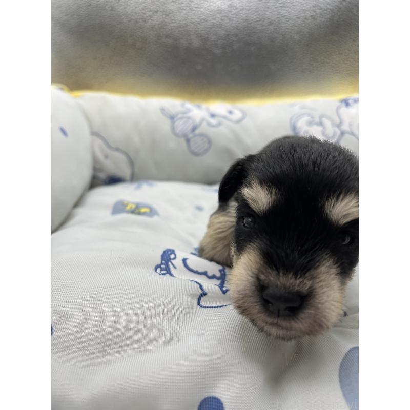 販売中の静岡県のミニチュアシュナウザー-429057の5枚目