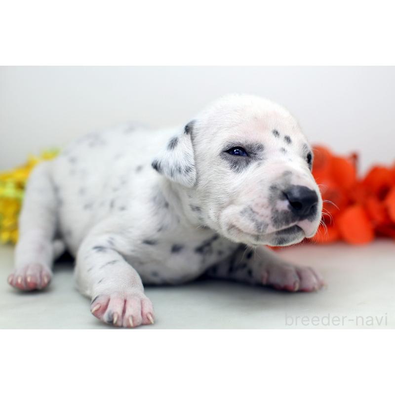 販売中の埼玉県のダルメシアン-429054の8枚目