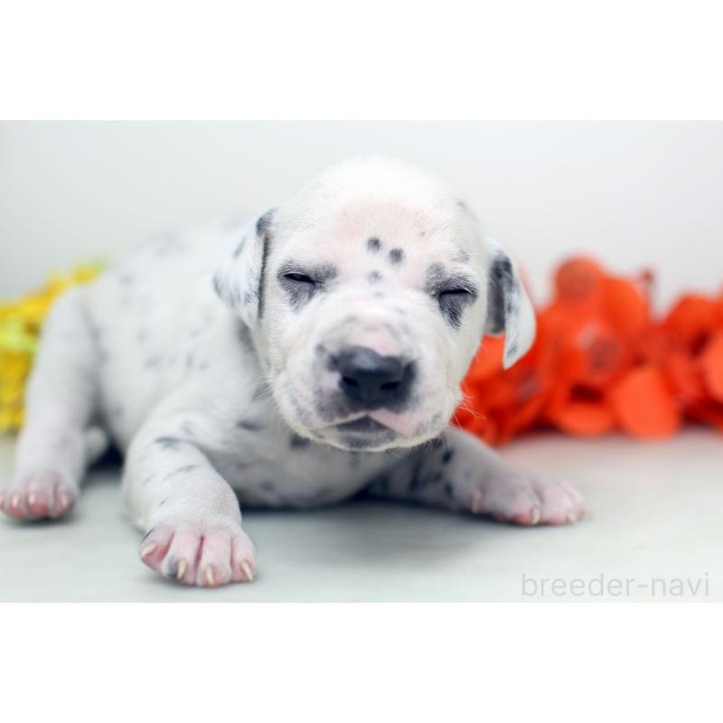 販売中の埼玉県のダルメシアン-429054の7枚目