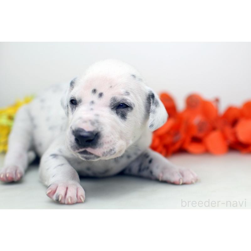 販売中の埼玉県のダルメシアン-429054の6枚目