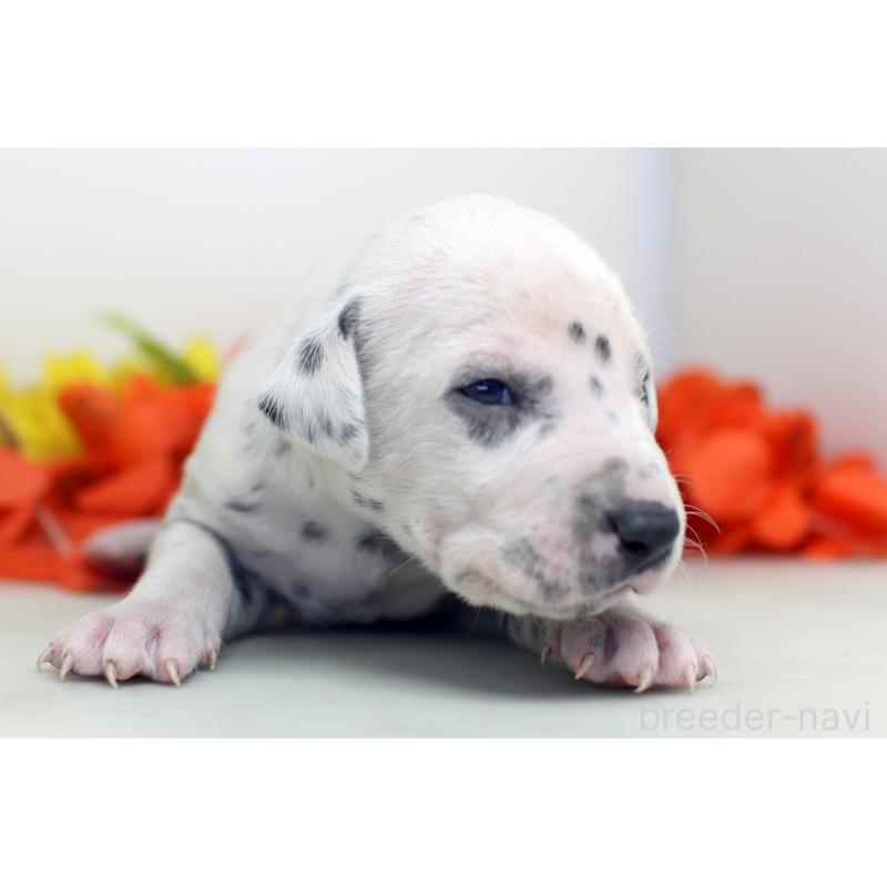 販売中の埼玉県のダルメシアン-429054の5枚目