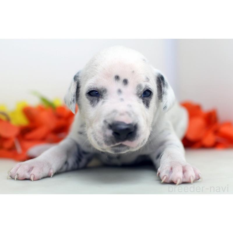 販売中の埼玉県のダルメシアン-429054の4枚目