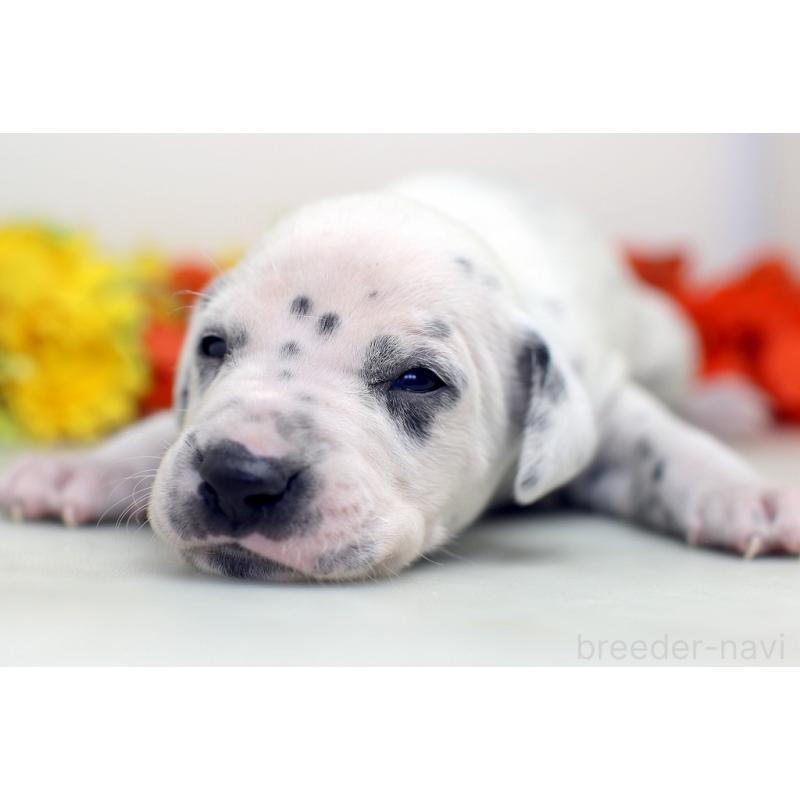 販売中の埼玉県のダルメシアン-429054の3枚目