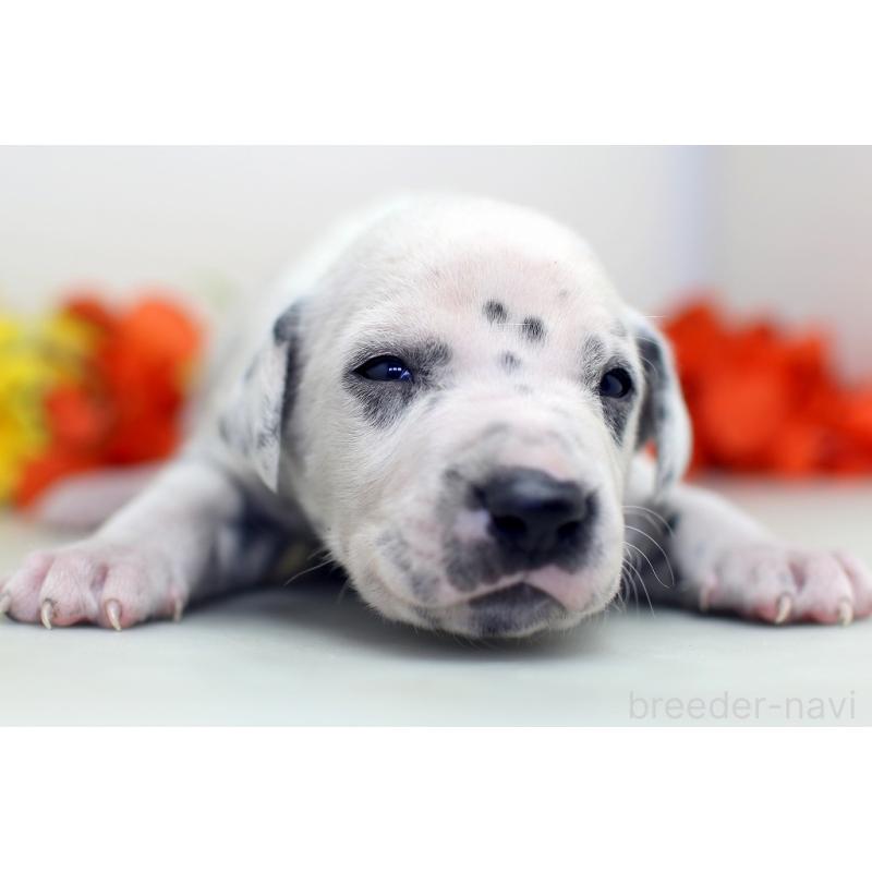 販売中の埼玉県のダルメシアン-429054の2枚目