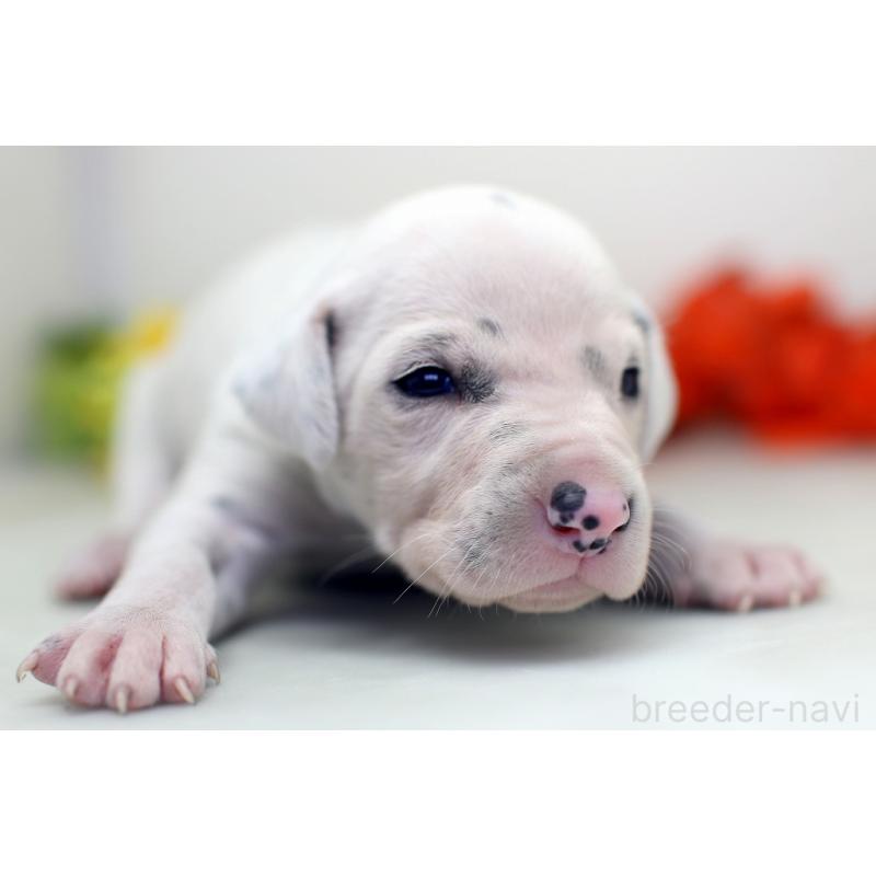 販売中の埼玉県のダルメシアン-429059の8枚目