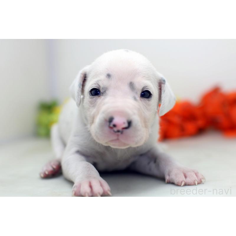 販売中の埼玉県のダルメシアン-429059の7枚目