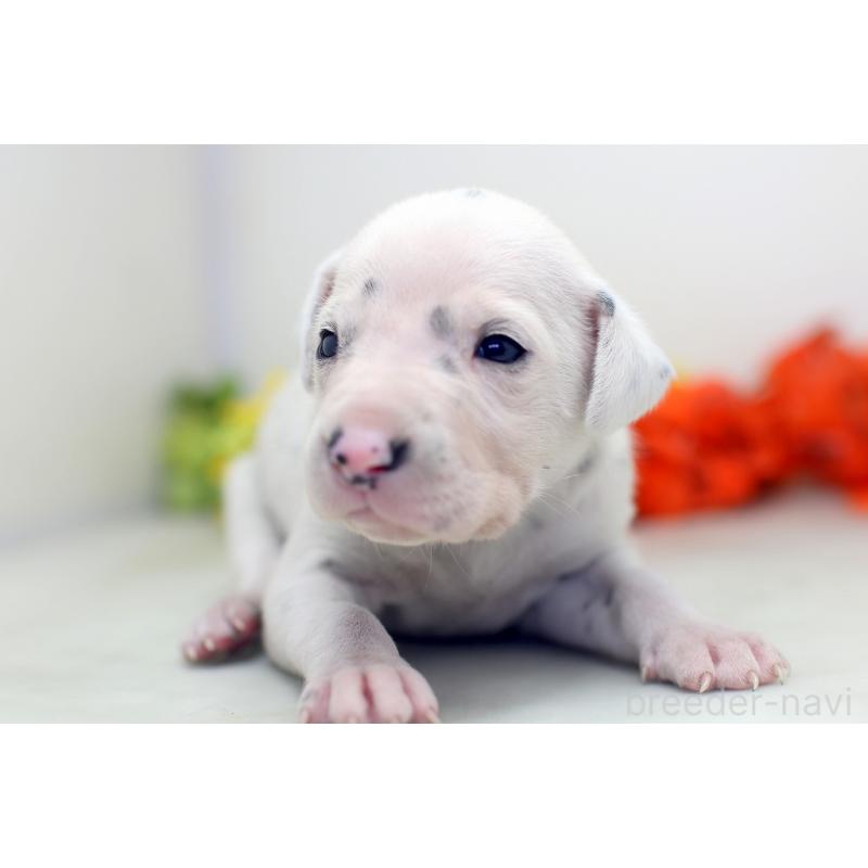 販売中の埼玉県のダルメシアン-429059の6枚目