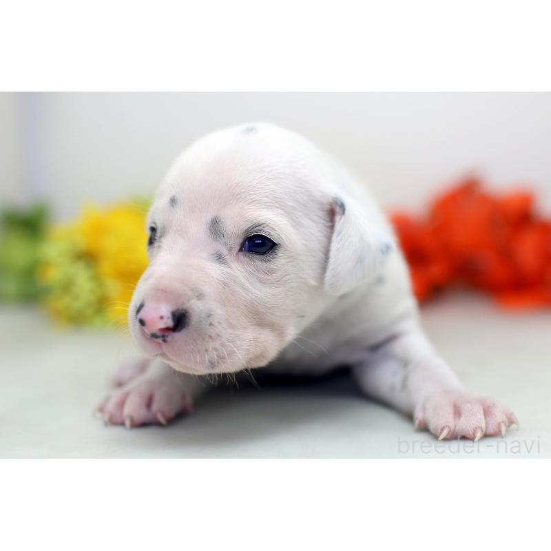 販売中の埼玉県のダルメシアン-429059の5枚目