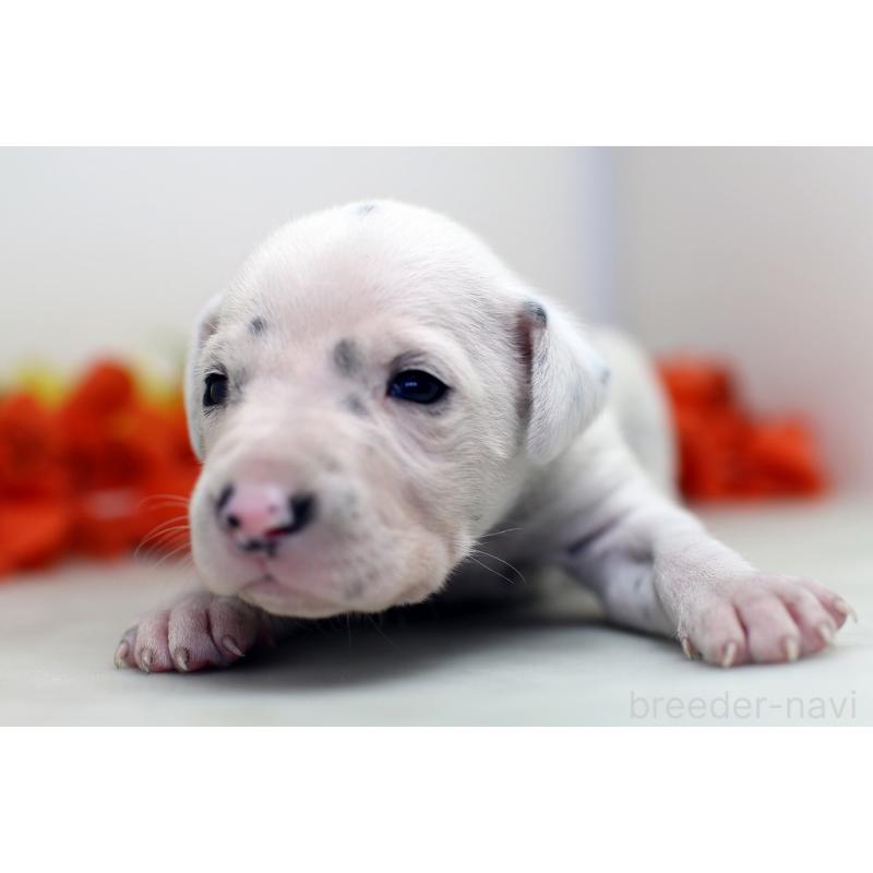 販売中の埼玉県のダルメシアン-429059の4枚目