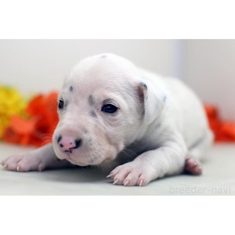 販売中の埼玉県のダルメシアン-429059の3枚目