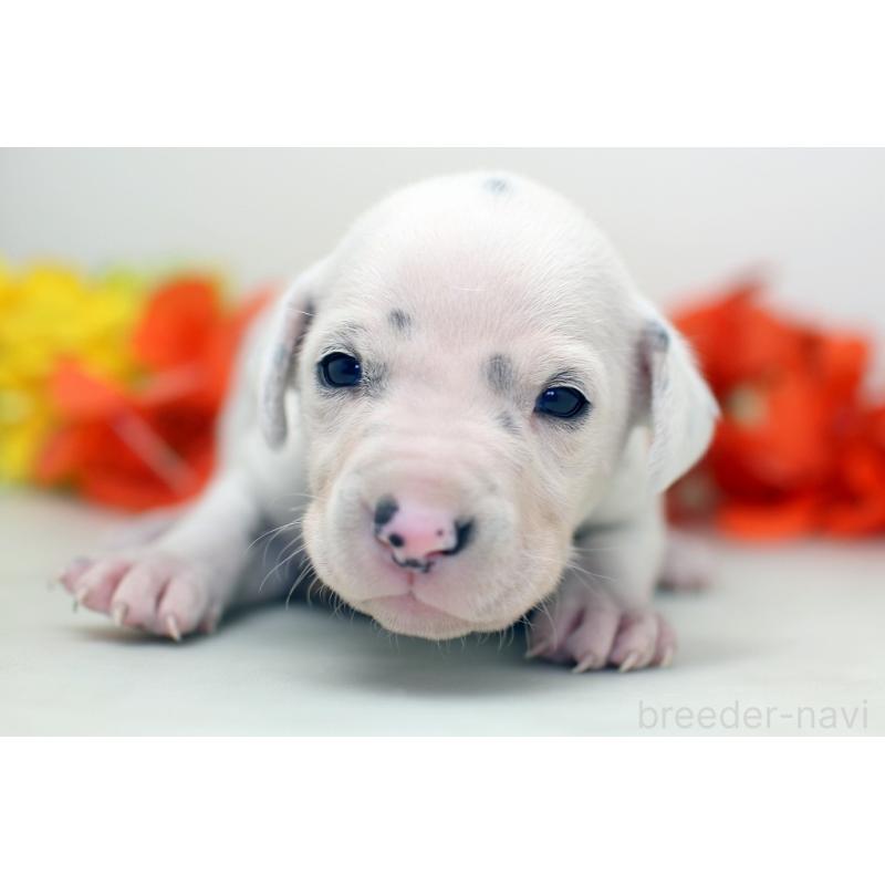 販売中の埼玉県のダルメシアン-429059の2枚目