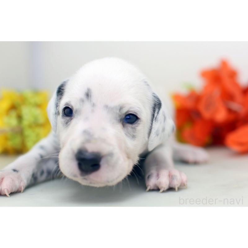 販売中の埼玉県のダルメシアン-429062の8枚目