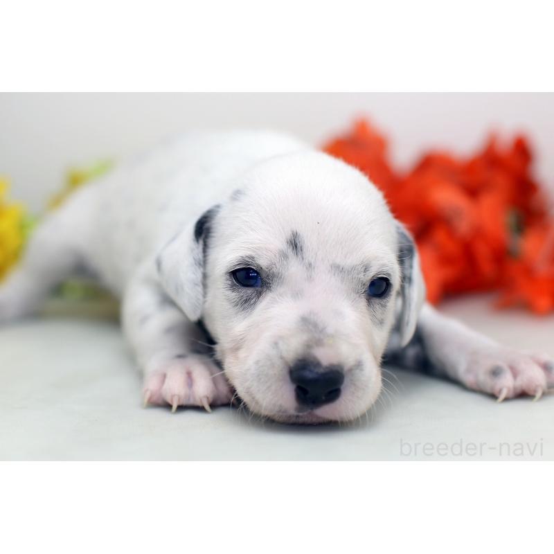 販売中の埼玉県のダルメシアン-429062の7枚目