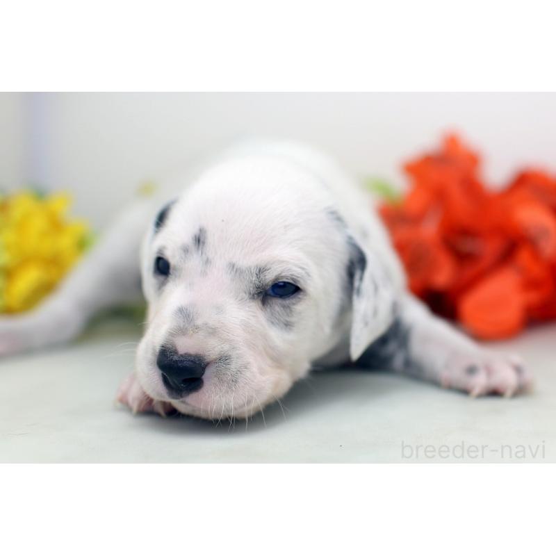 販売中の埼玉県のダルメシアン-429062の6枚目